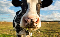 CowCredits: Mootral sells 3,000 cattle-generated carbon offsets to UK firms