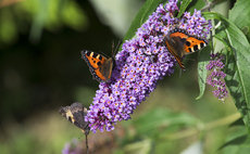 MPs urge government to address food security threat from insect decline