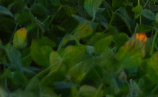 Nature tech: Nascent market primed for explosive growth in coming years