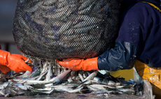 Study: Industrial fishing subsidies an 'unseen brake' on fish poo's carbon sink role