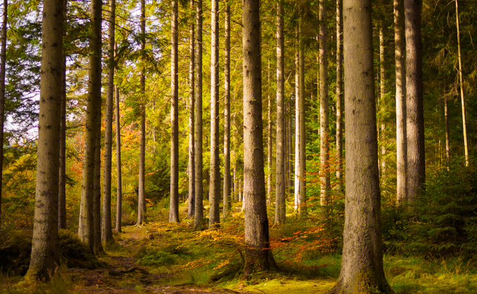 CDP quizzes companies on their water, climate and forest impacts | Credit: iStock CDP quizzes companies on their water, climate and forest impacts | Credit: iStock
