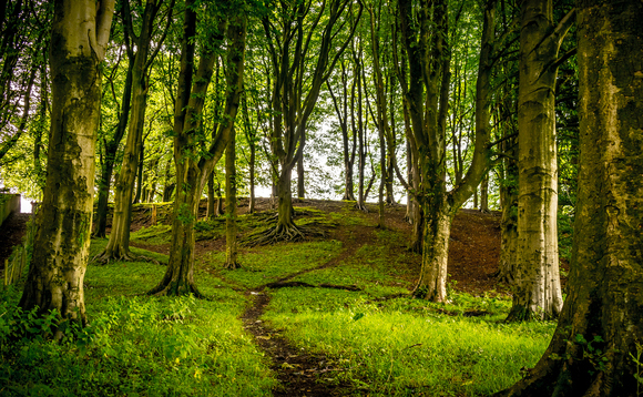 Defra plots new forest in Cumbria as part of £12m tree planting package