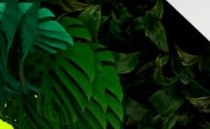 Sounds Right: Nature inspired music initiative aims to raise $40m for conservation