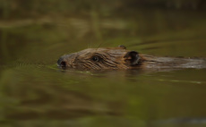 The Festival of Nature and Atkins: Our approach to environmental net gain