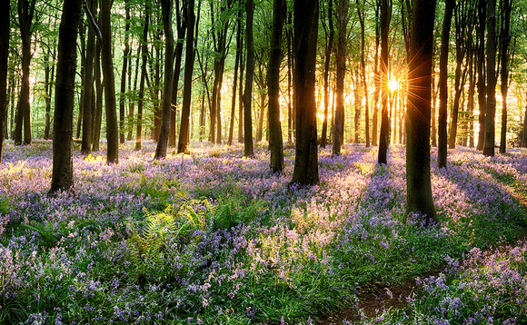 Study: Woodland visits save UK £185m in mental health costs each year