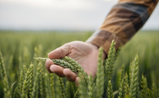 Ask Italian teams up with Wildfarmed for regenerative flour pizza roll out